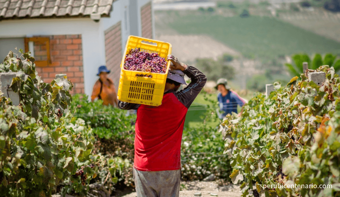 Viñedos y Bodegas de Azpitia